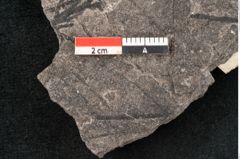 Foto (Detailansicht) von Sequoia novae zeelanchiae Ettingshausen (NHMW-GEO-2024-0188-10107)